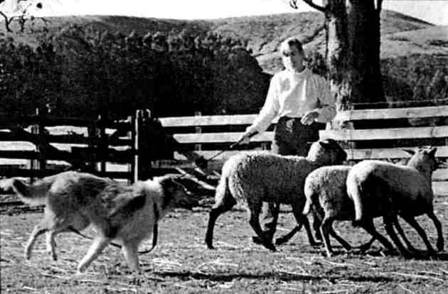 Junger Collie beim Lernen